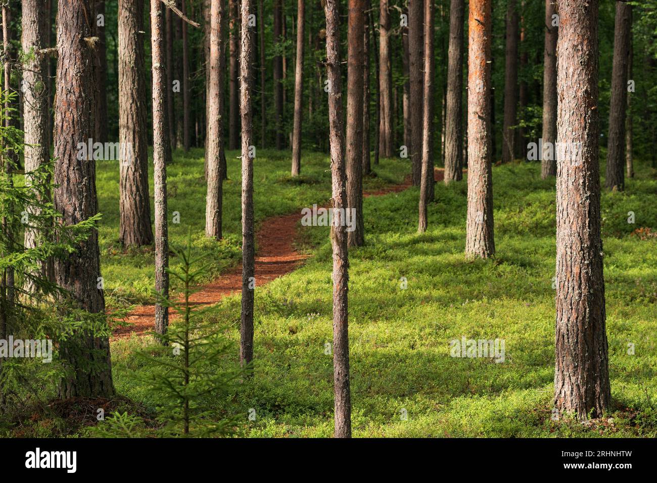 paesaggio boschivo, vista di una pineta boreale con un sentiero tra il muschio Foto Stock