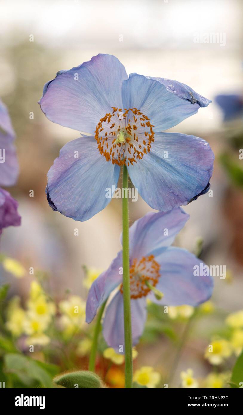 Meconopsis 'Mophead'; papavero Himalayano o papavero blu, con fiori blu che fioriscono allo spettacolo Chelsea Flower. Perenne Foto Stock