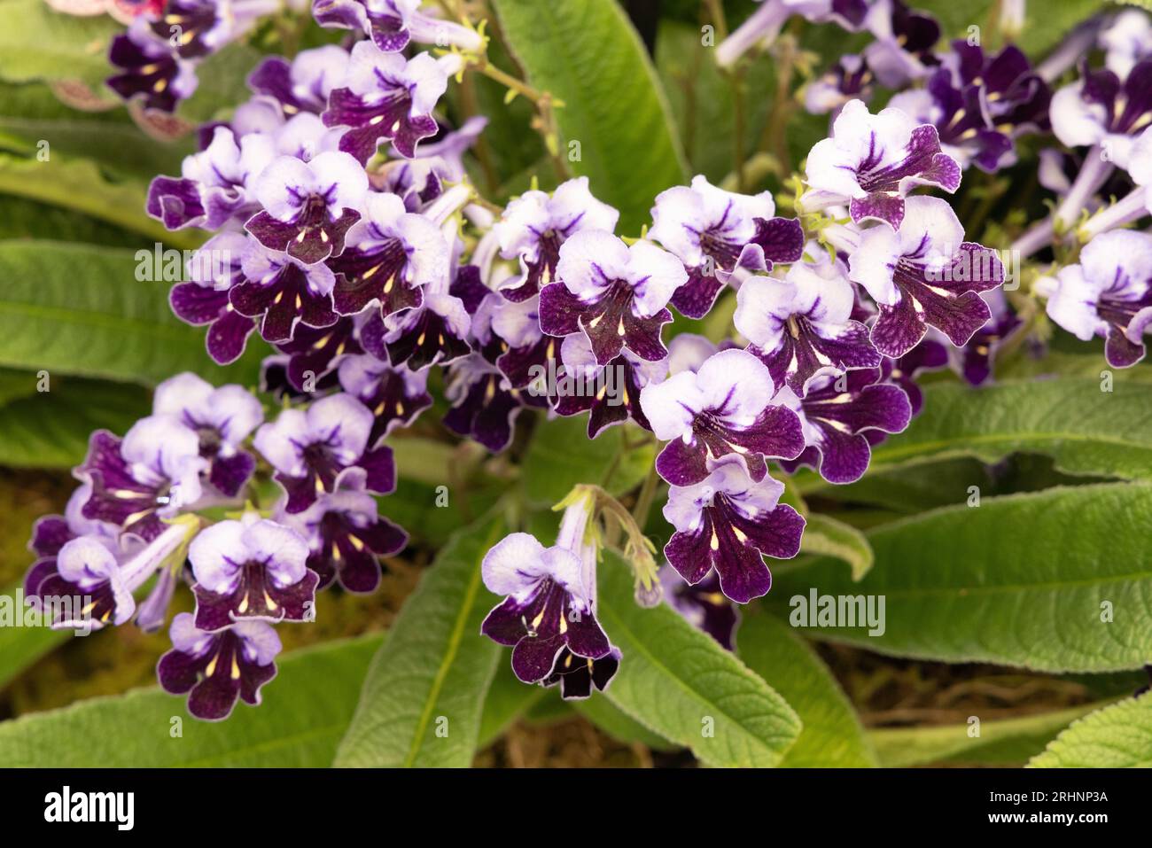 Streptocarpus "Supernova" al Chelsea Flower Show, fiori viola e bianchi; piante domestiche. Foto Stock