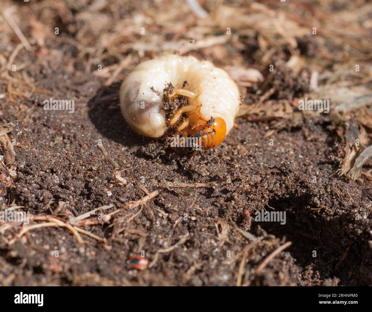 IL BRUCO del coleottero da giardino è apparso durante i lavori in giardino Foto Stock