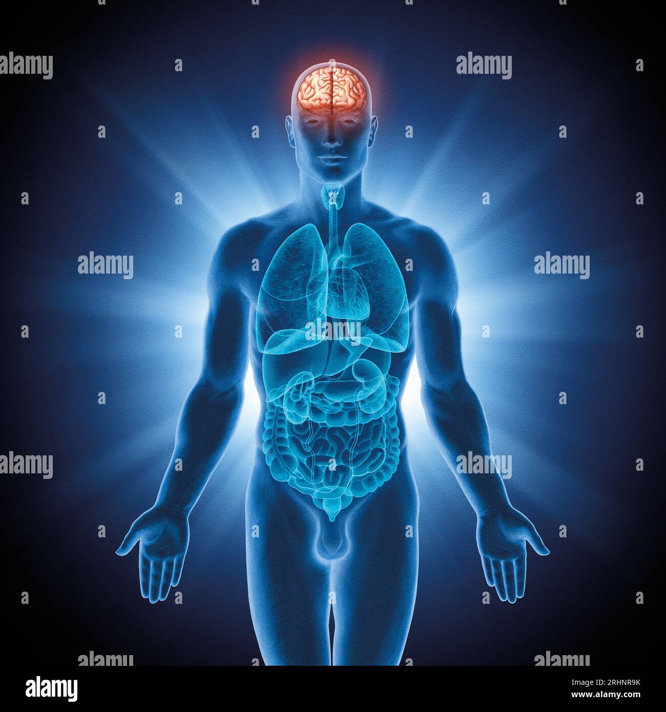 Serie illustrativa: Organi umani. Immagine 2 di 10 Foto Stock