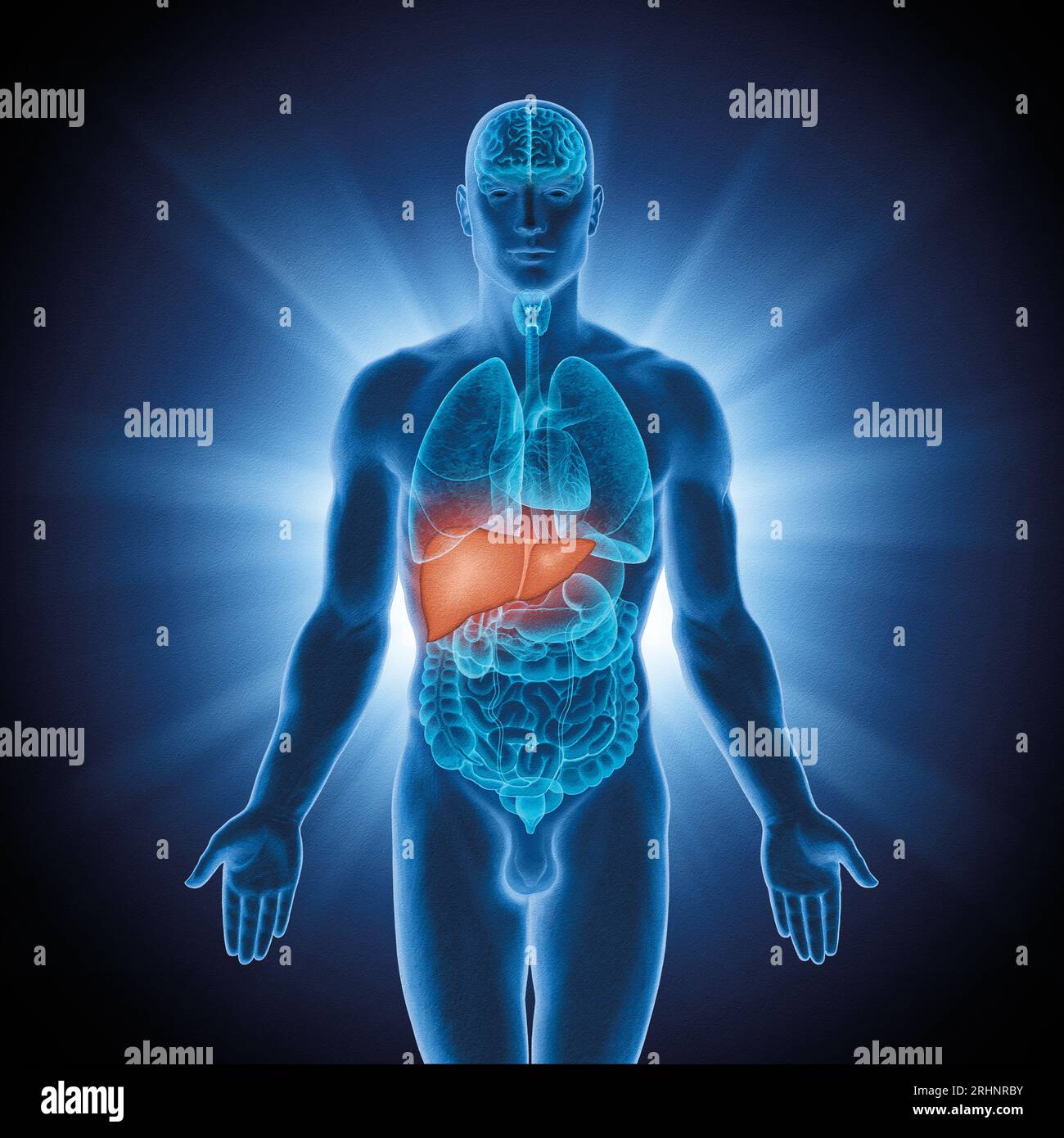 Serie illustrativa: Organi umani. Immagine 6 di 10 Foto Stock