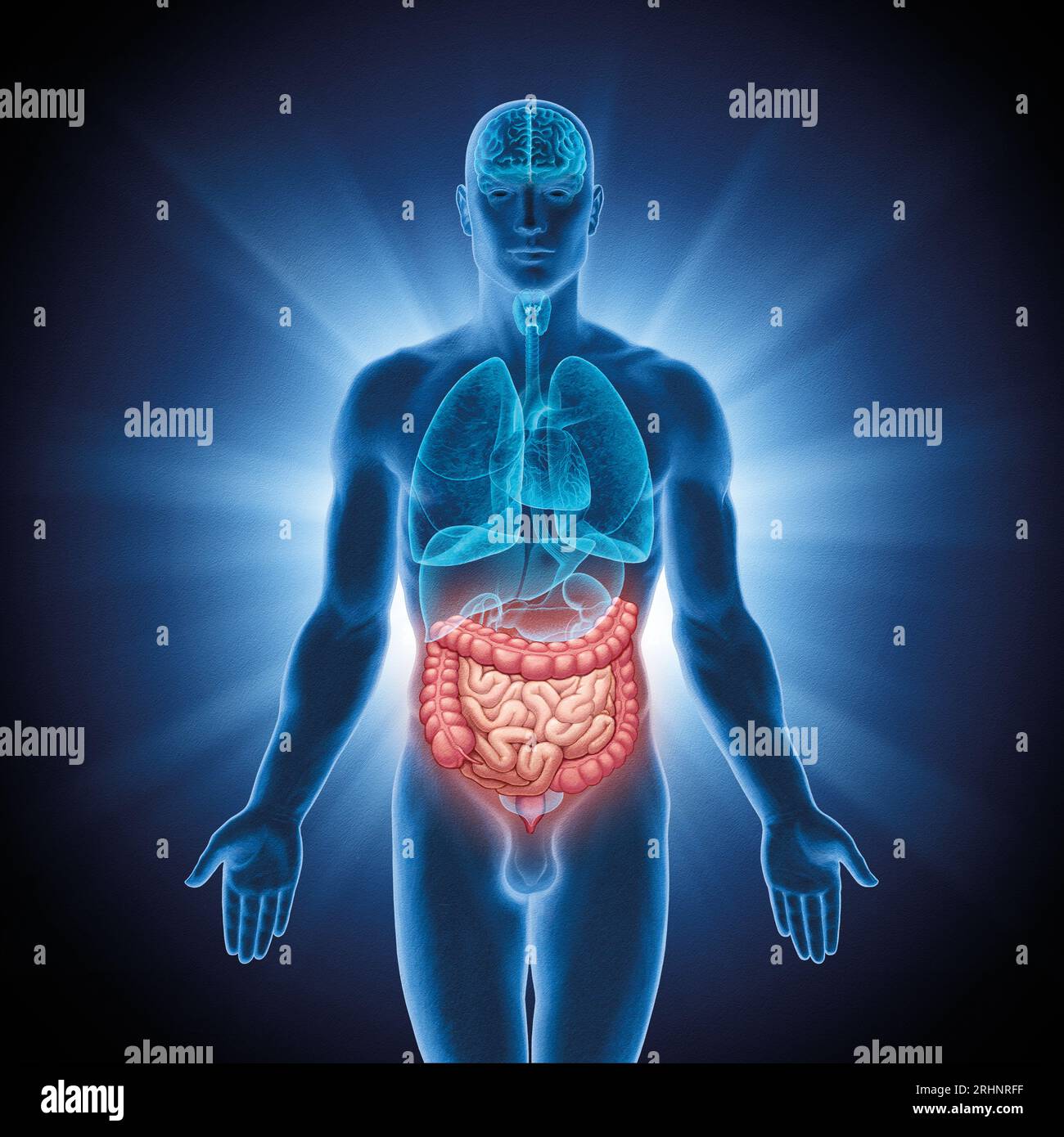 Serie illustrativa: Organi umani. Immagine 10 di 10 Foto Stock