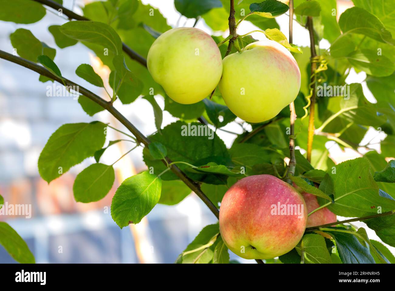 Un raccolto maturo di mele, tre mele si nascondono all'ombra del verde fogliame in una giornata di sole estivo. Copia spazio. Foto Stock