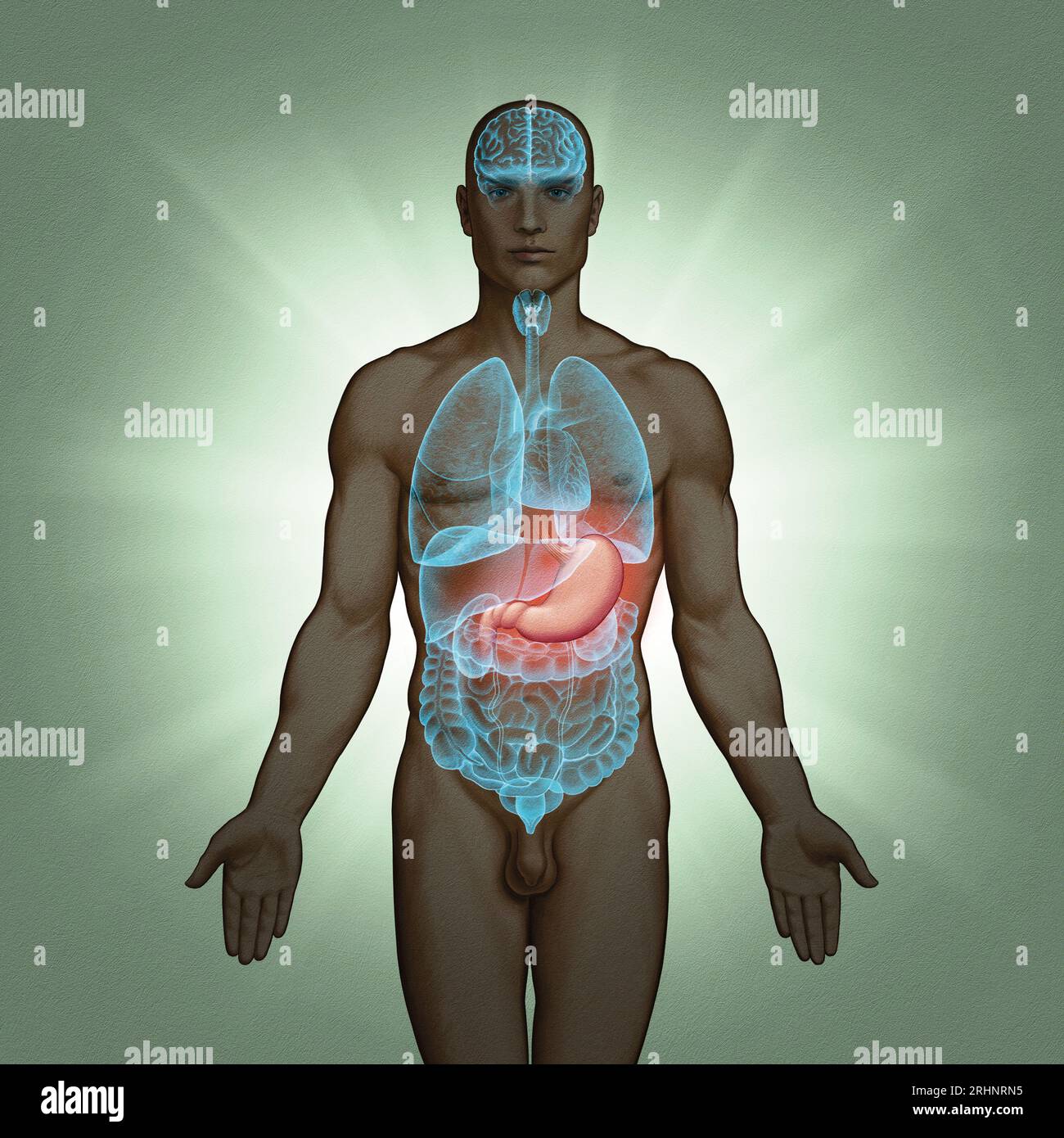 Serie di illustrazioni mediche: Organi umani. Immagine 7 di 10 Foto Stock