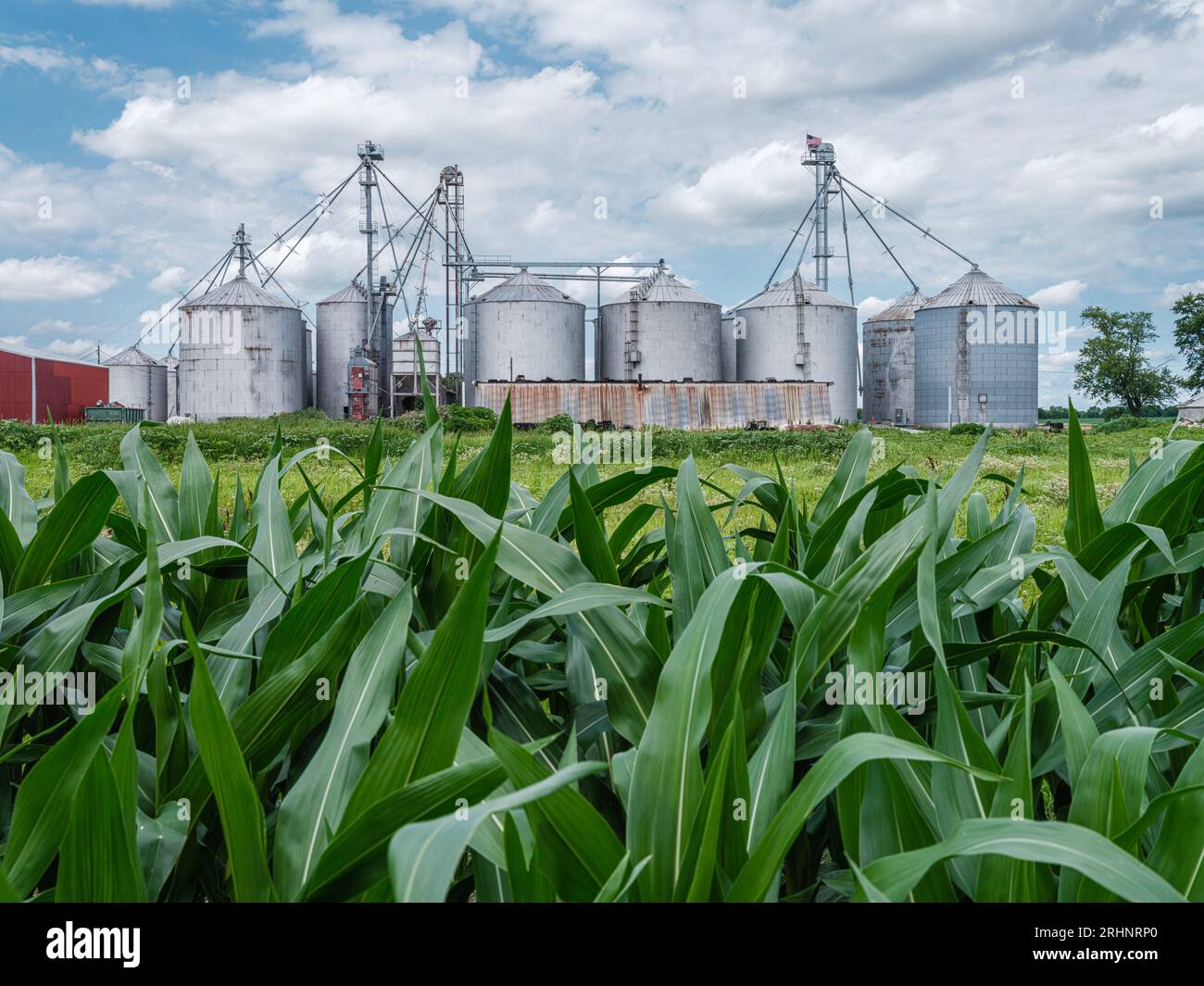 I silos sono comunemente utilizzati per lo stoccaggio di cereali sfusi, spesso condividendo terreni agricoli con varie colture. Qui c'è un campo di mais in Indiana. Foto Stock