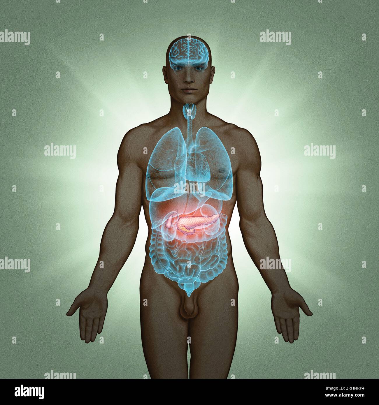 Serie di illustrazioni mediche: Organi umani. Immagine 9 di 10 Foto Stock