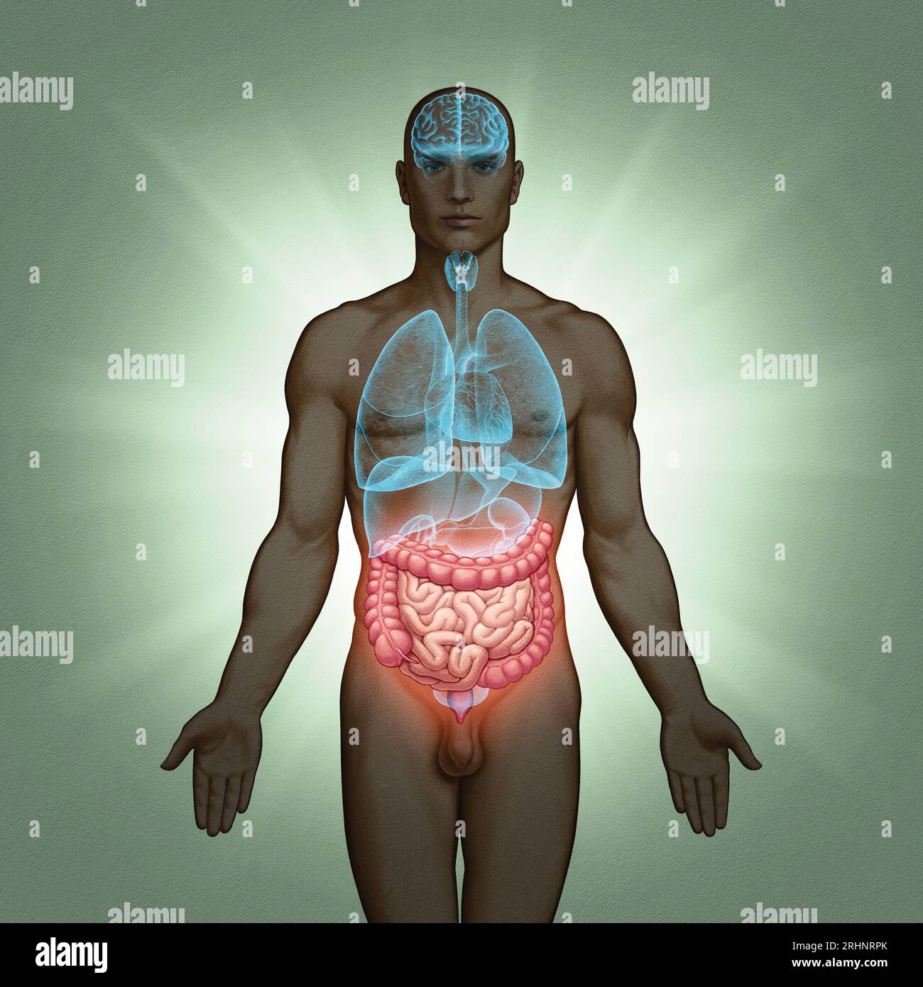 Serie di illustrazioni mediche: Organi umani. Immagine 10 di 10 Foto Stock