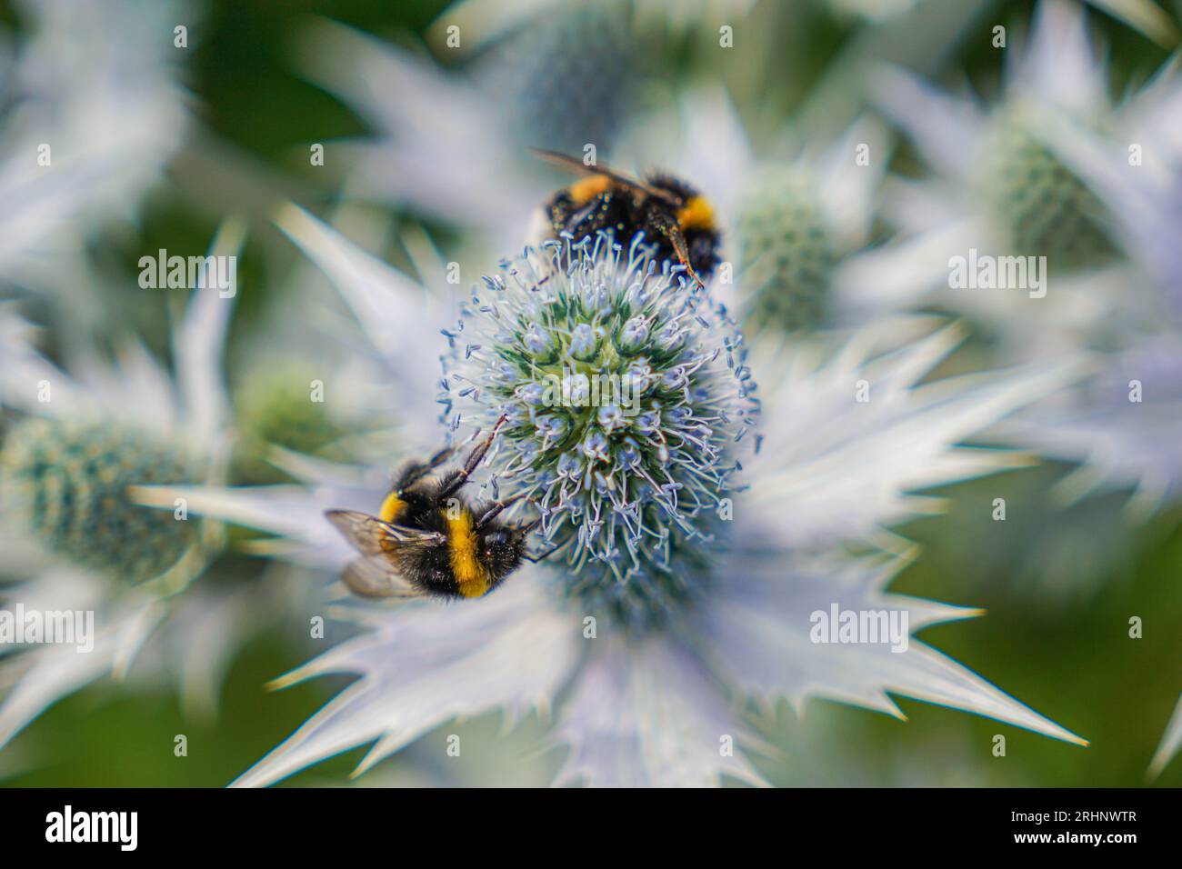 Un'immagine di bombe su un fiore Foto Stock