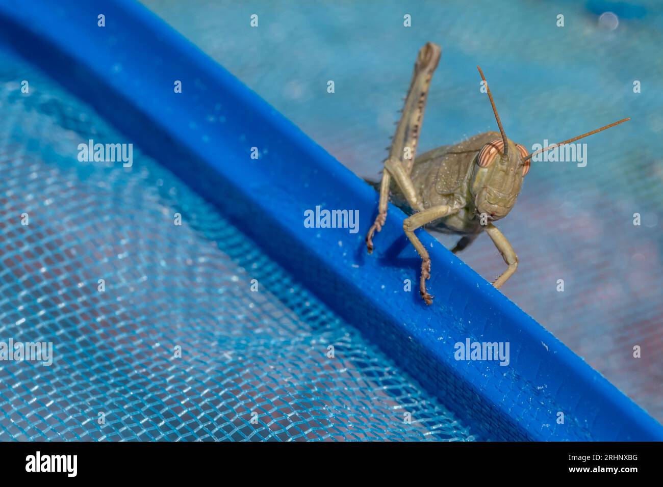 Primo piano di Anacridium aegyptium nymph locust su una rete da piscina blu Foto Stock