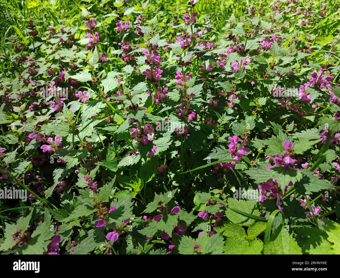 Boccola di Lamium (reti morte). Foglie di ortica. con foglie verdi cresce in boschetti naturali. Motivo botanico. Foto Stock