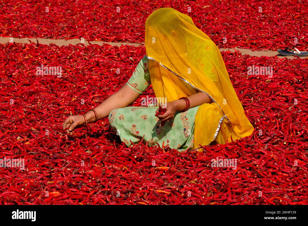 India, Rajasthan, peperoncino essiccato e cernito per donne Foto Stock