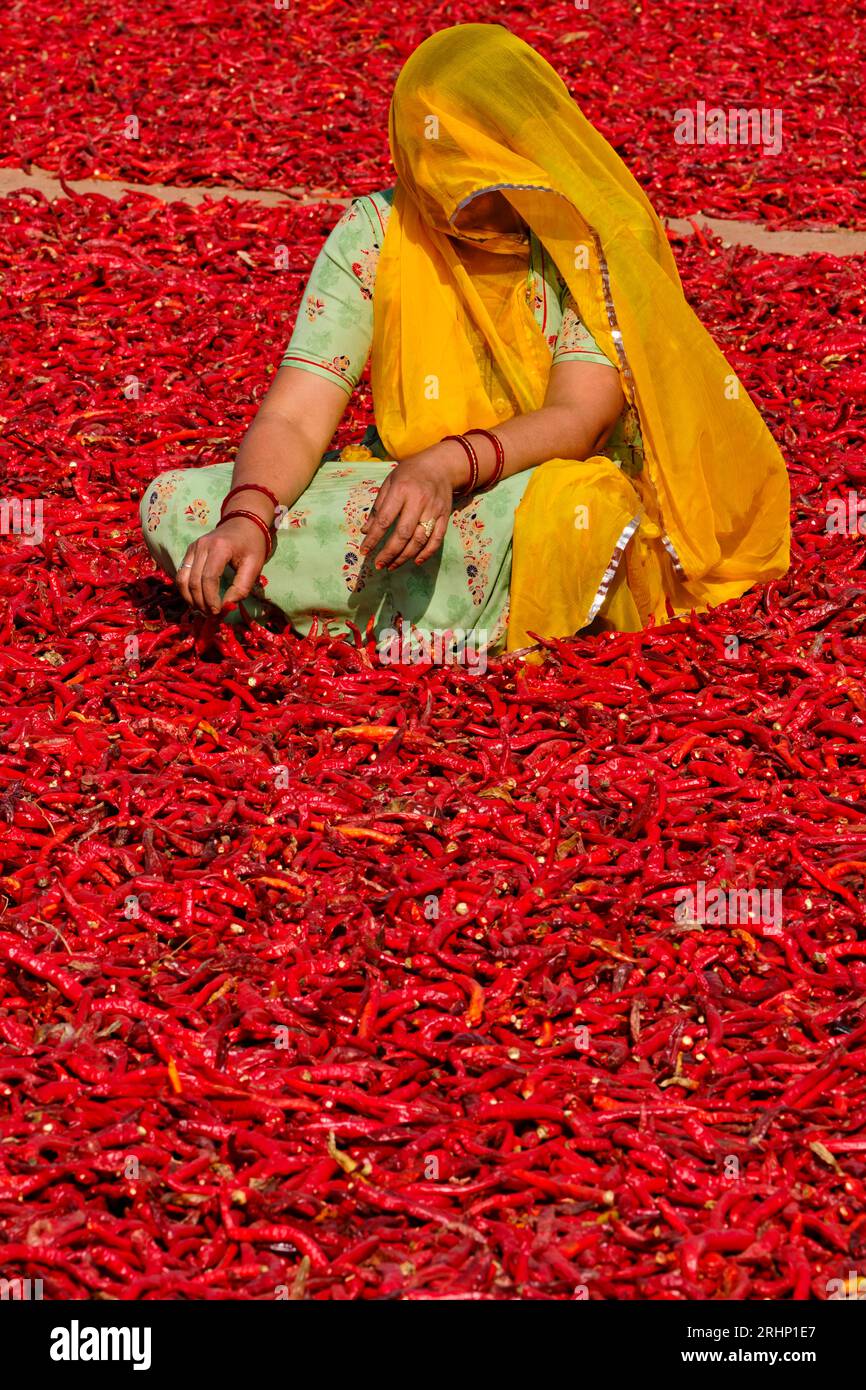India, Rajasthan, peperoncino essiccato e cernito per donne Foto Stock