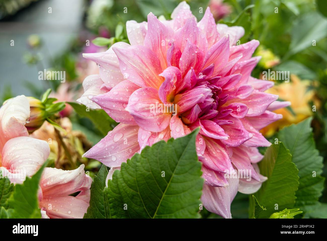 Coral Apricot Pink Rose Peach Dinnerplate AA Dahlia Blooming Macro. Dahlia chiamato Labyrinth Foto Stock