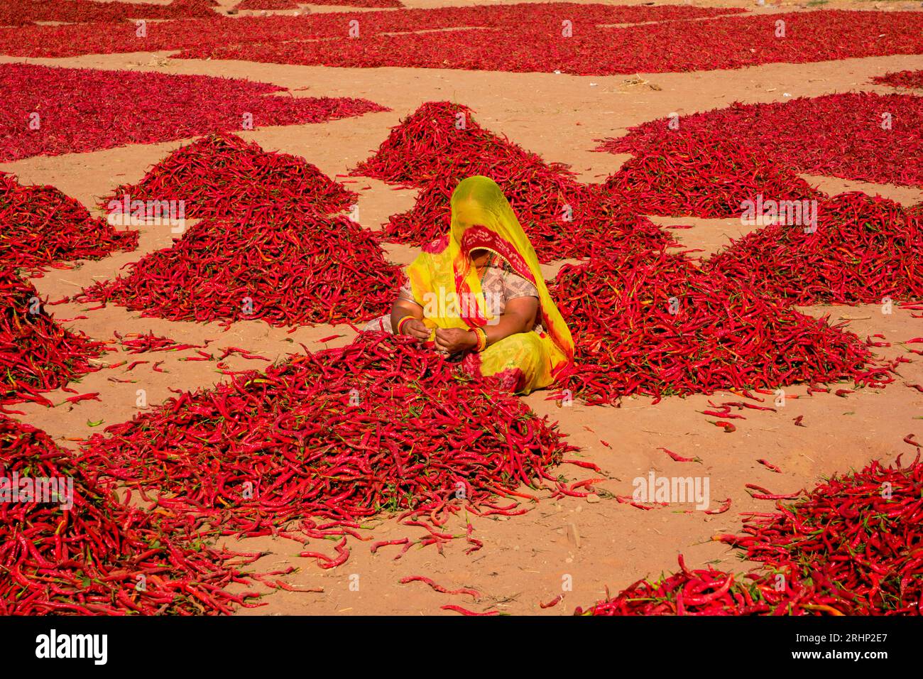 India, Rajasthan, peperoncino essiccato e cernito per donne Foto Stock