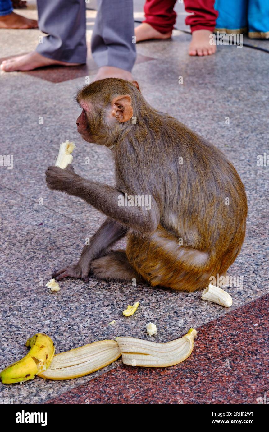 india, Delhi, vecchia Delhi, scimmia per strada Foto Stock