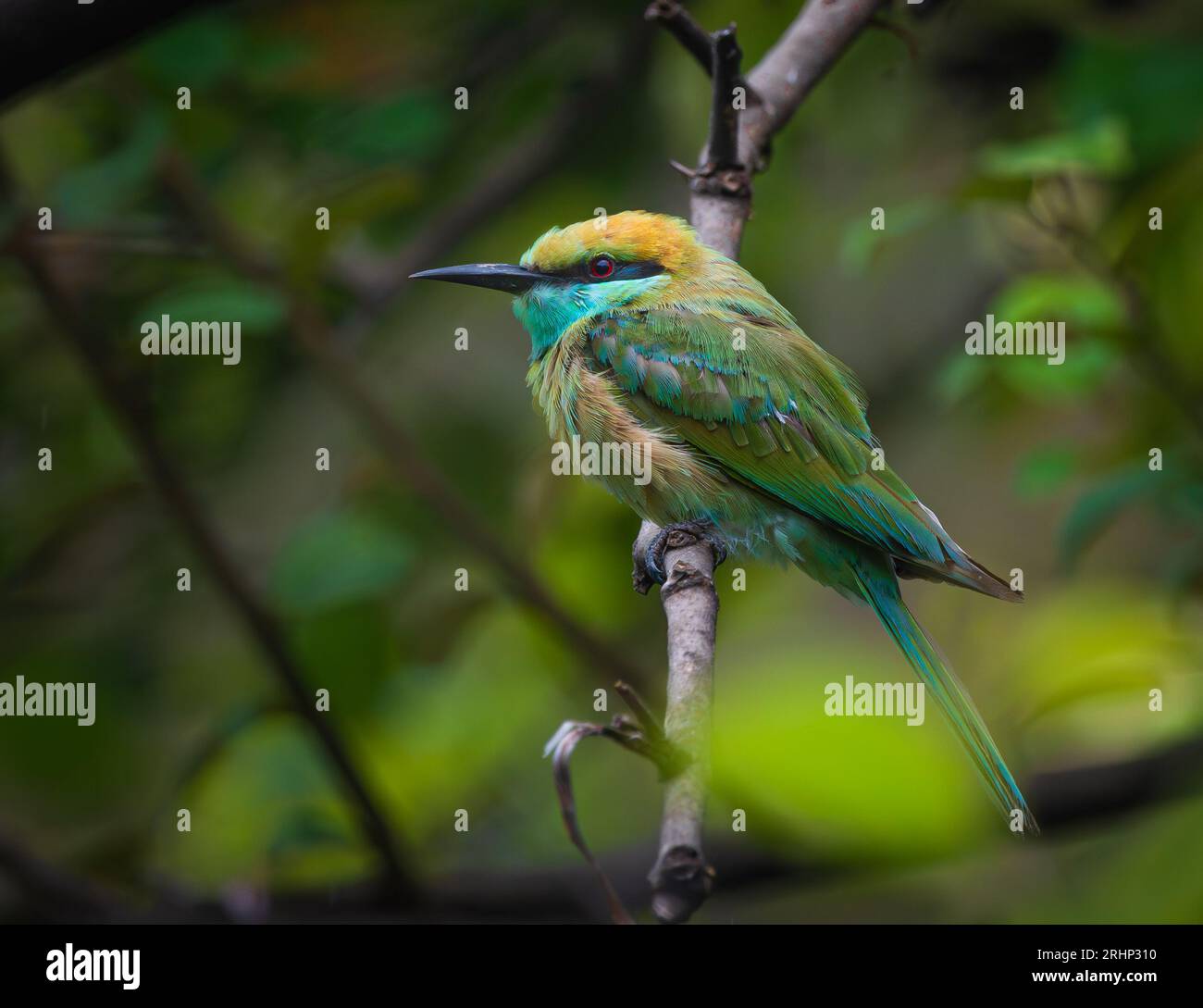 Questa immagine HD dettagliata è la migliore fotografia per la copertina di una rivista per uccelli o come foto di riferimento Foto Stock
