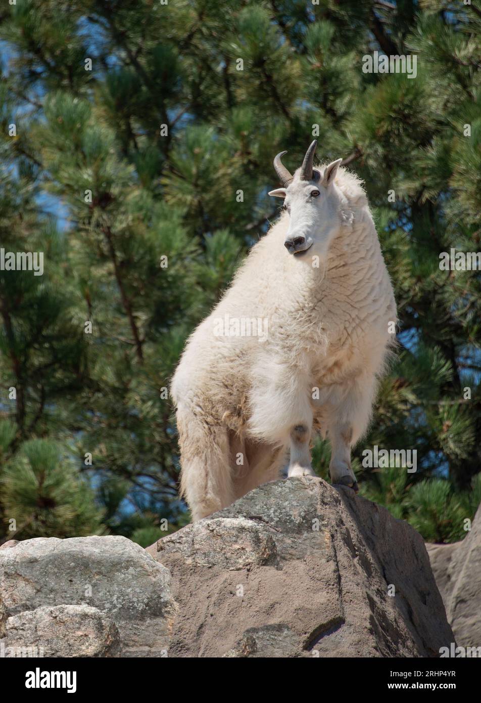 Maschio di capra di montagna billy in piedi sulla montagna, Colorado, Stati Uniti Foto Stock