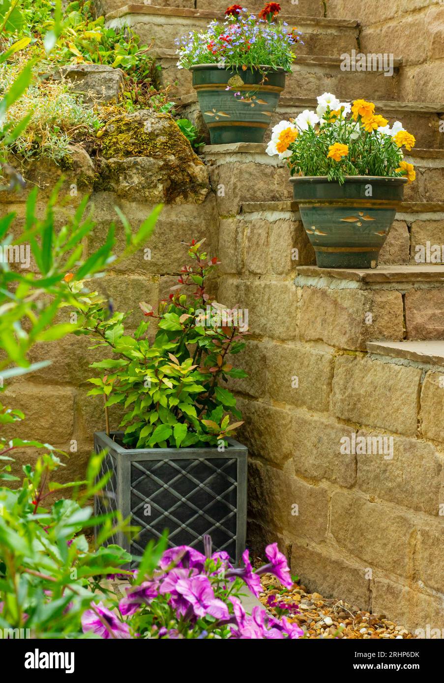 Piantatrici e vasi in un giardino patio in estate contenenti piante in vaso tra cui lobelia, calendule e petunie con pareti e gradini su diversi livelli Foto Stock