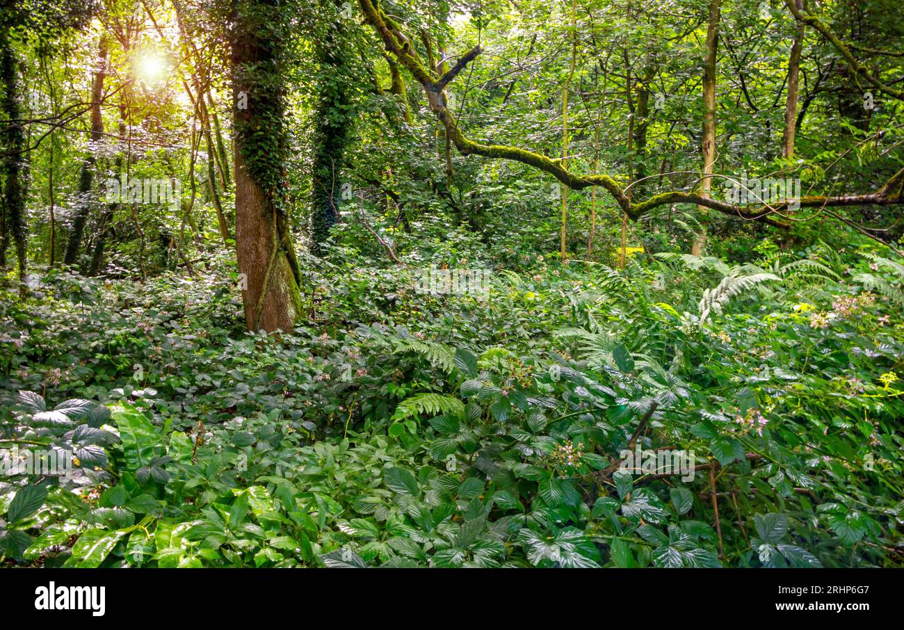In estate, il sole splende tra gli alberi in una radura boschiva con rami e fogliame in primo piano. Foto Stock