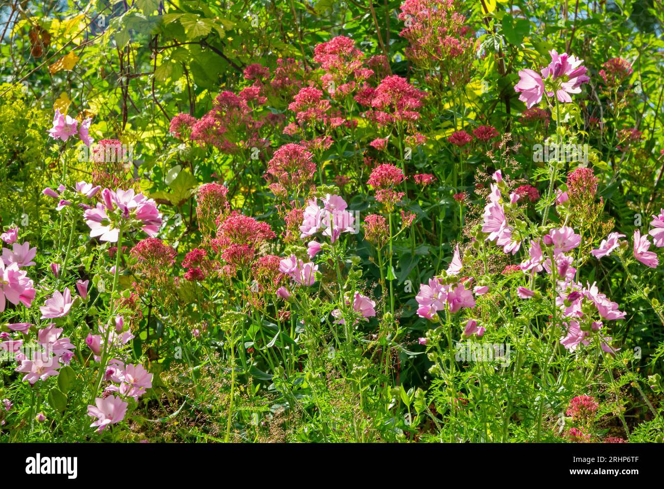 Giardino di cottage con piante di confine tra cui malva o malva in estate. Foto Stock