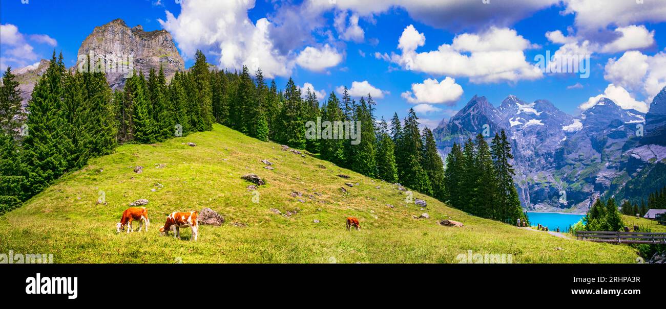 Scenario alpino svizzero - mucche e verdi pascoli circondati da cime innevate e dal lago turchese Oeschinesee. Viaggi in Svizzera e natura Foto Stock