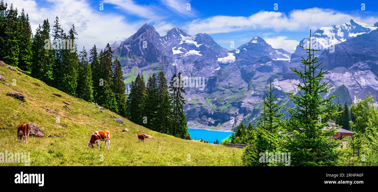 Scenario alpino svizzero - mucche e verdi pascoli circondati da cime innevate e dal lago turchese Oeschinesee. Viaggi in Svizzera e natura Foto Stock