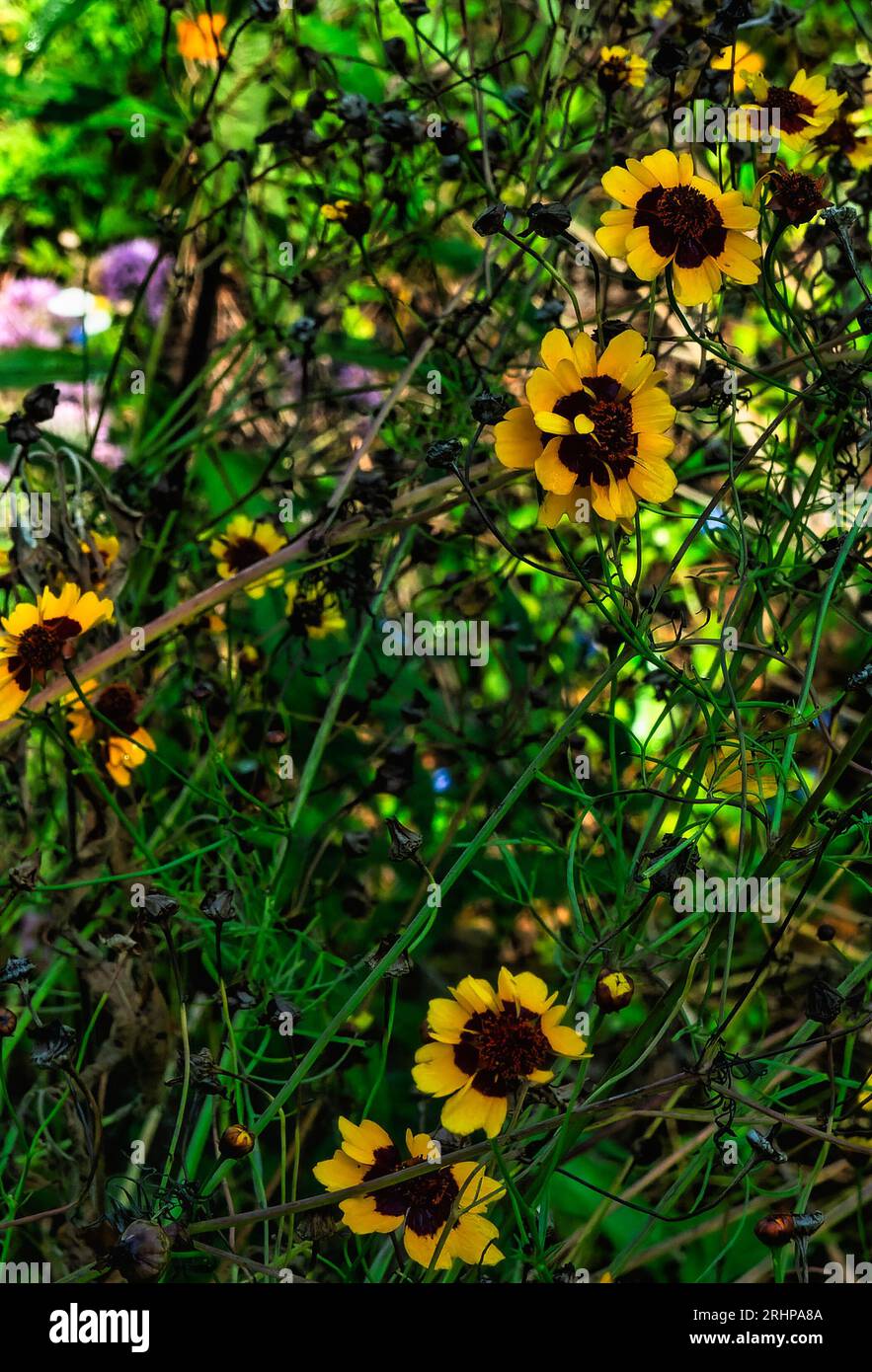 gruppo coreopsis delle pianure di fiori selvatici nel giardino bollente Foto Stock