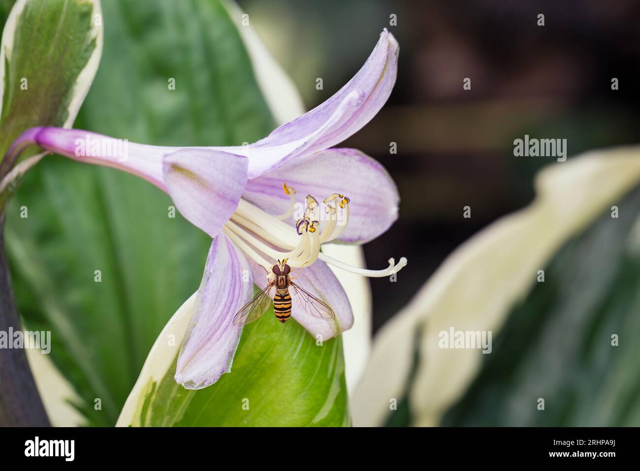 Hoverfly sul fiore viola di Lilly Foto Stock