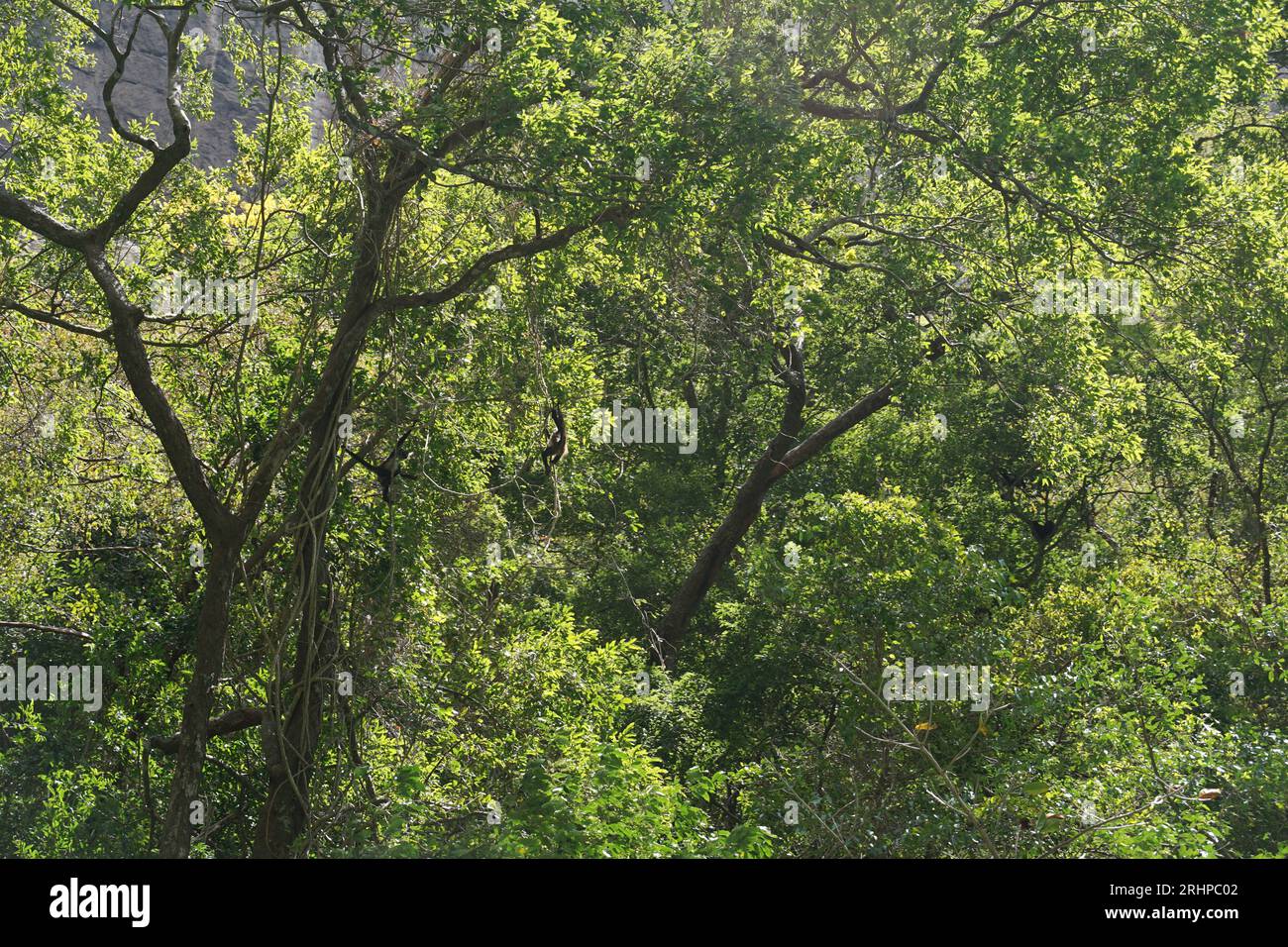 Scimmie, canyon del sumidero, alberi, vegetazione, scimmie ragno a chiapas, messico Foto Stock