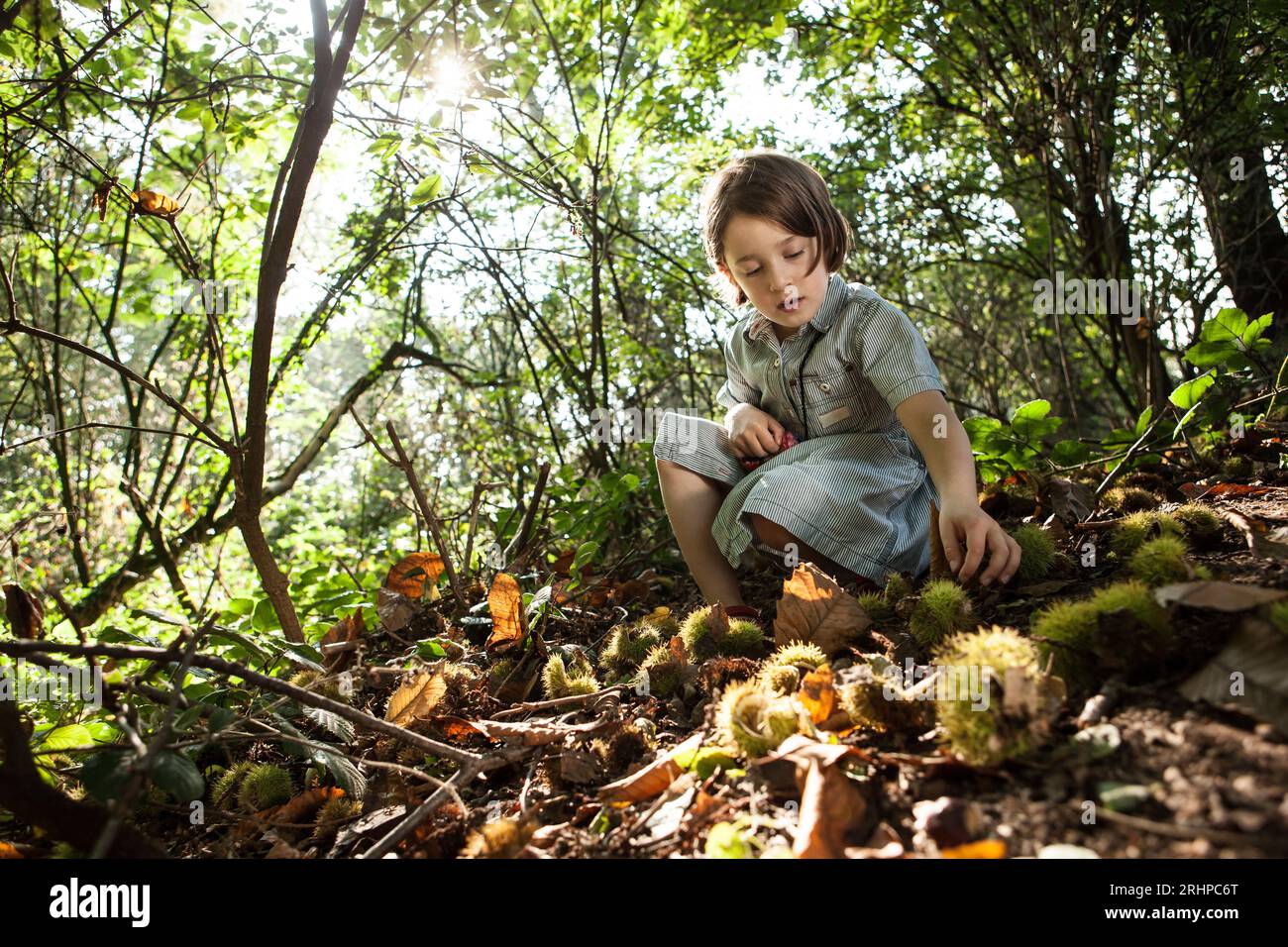 La ragazza raccoglie le castagne Foto Stock