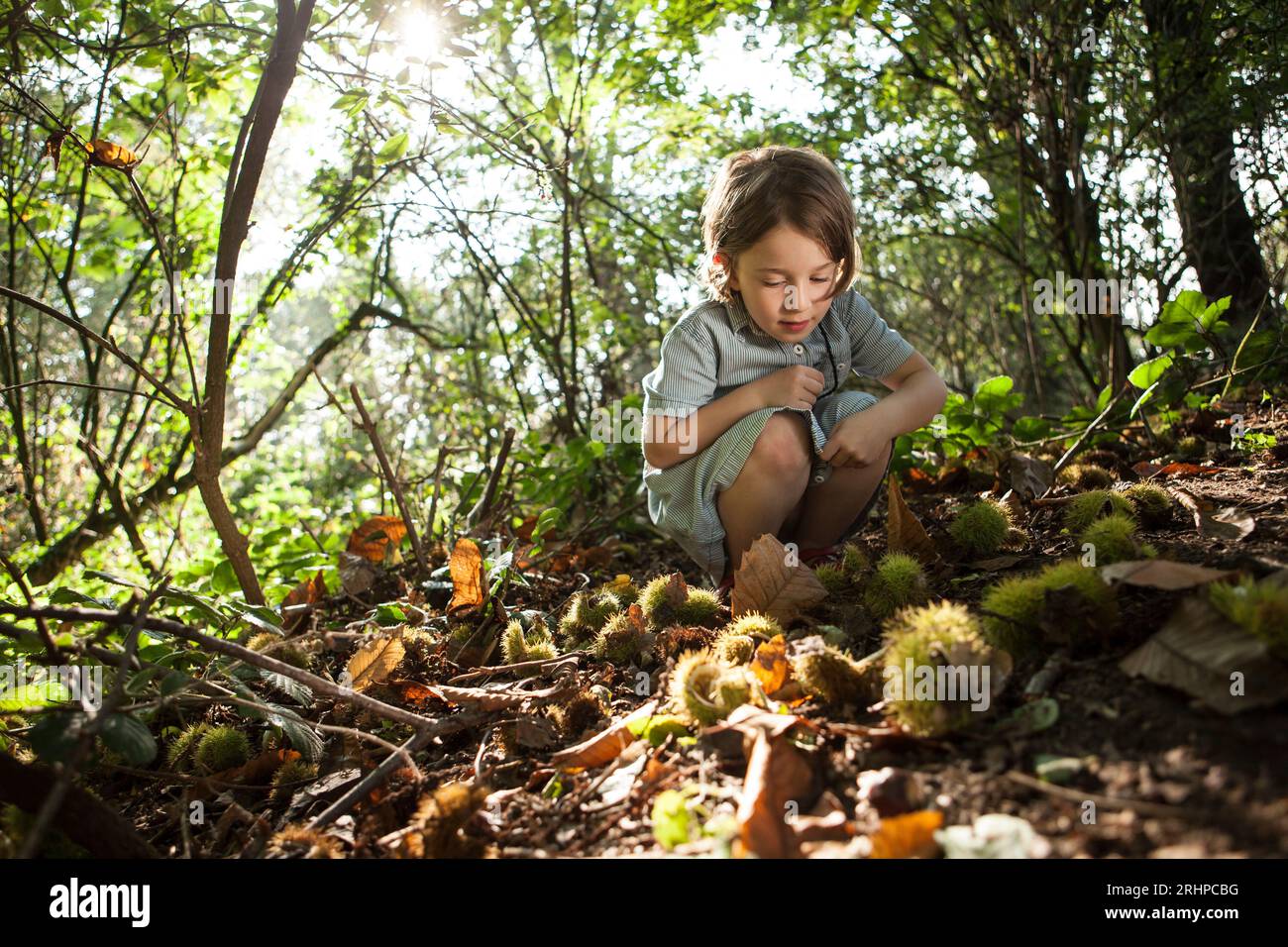 La ragazza raccoglie le castagne Foto Stock