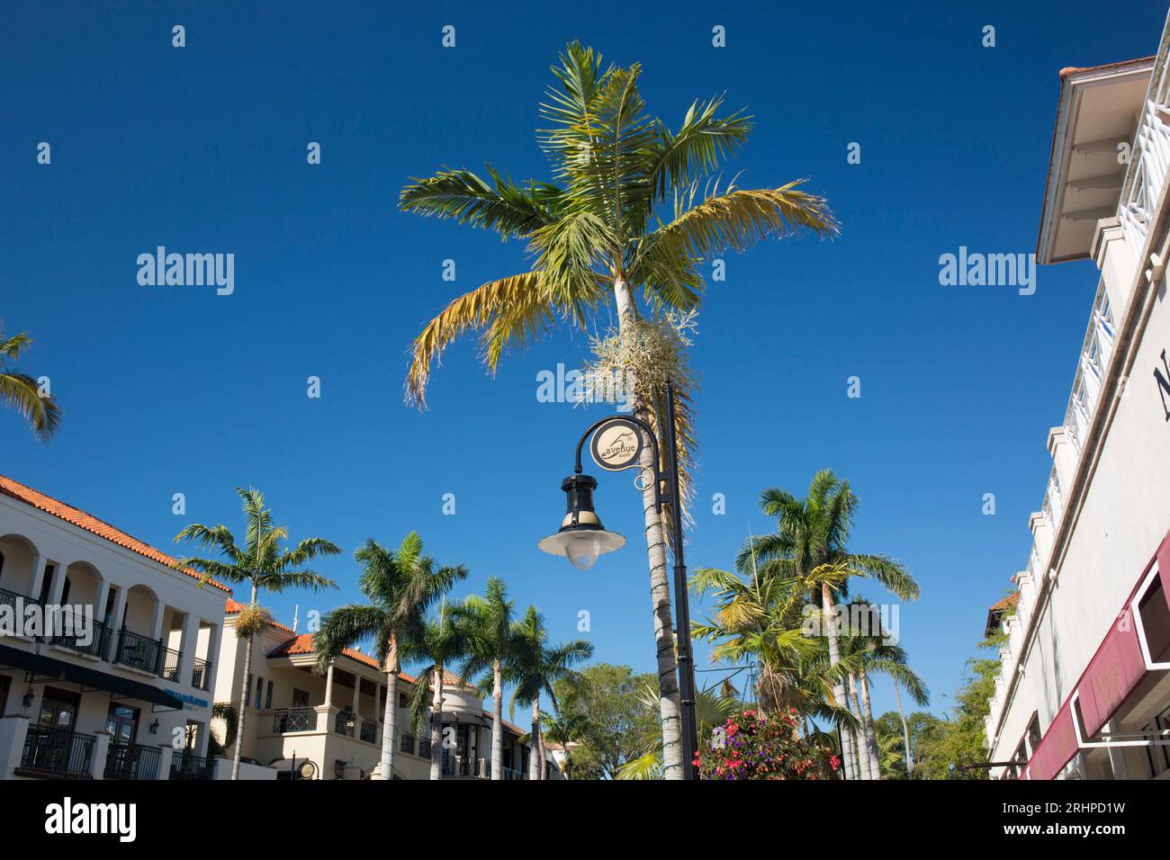 Naples, Florida, USA. Fila di palme torreggianti sulla 5th Avenue South, la strada dello shopping più esclusiva della città. Foto Stock