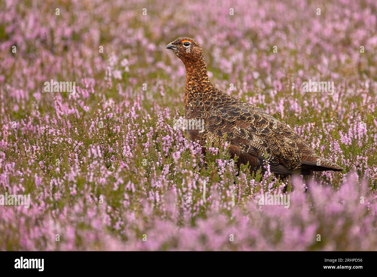 Red Grouse, nome scientifico: Lagopus Lagopus. Primo piano di un maschio allerta della Red Grouse con sopracciglia rossa, rivolto a sinistra in heather rosa fiorito su gestito g Foto Stock