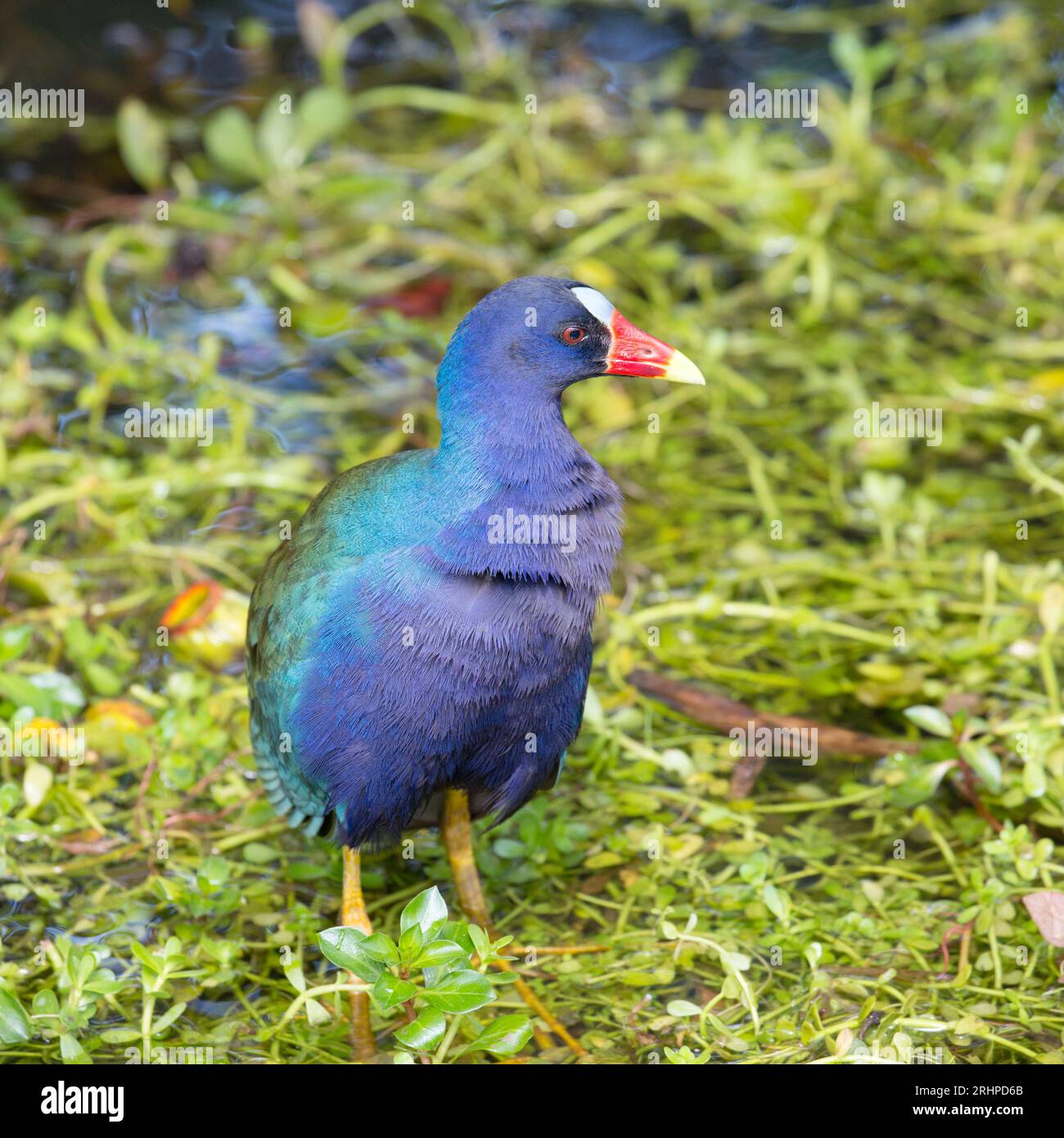 Everglades National Park, Florida, USA. Gallinule viola americano, Porphyrio martinicus, nelle zone umide accanto all'Anhinga Trail. Foto Stock