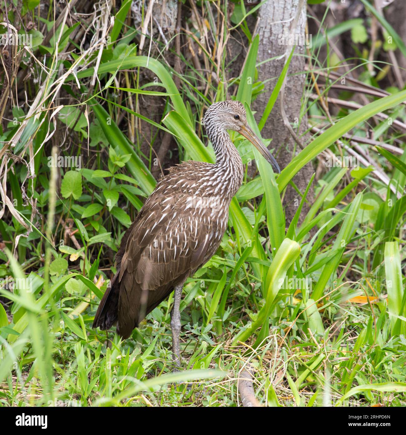 Everglades National Park, Florida, USA. Limpkin, Aramus guarauna, in mezzo alla vegetazione paludosa nella Shark Valley. Foto Stock