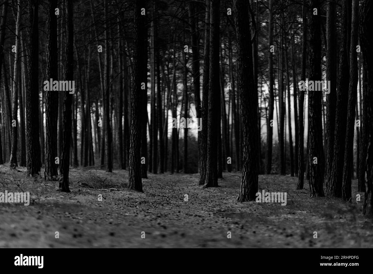 piccolo e stretto sentiero escursionistico in una pineta, bianco e nero Foto Stock