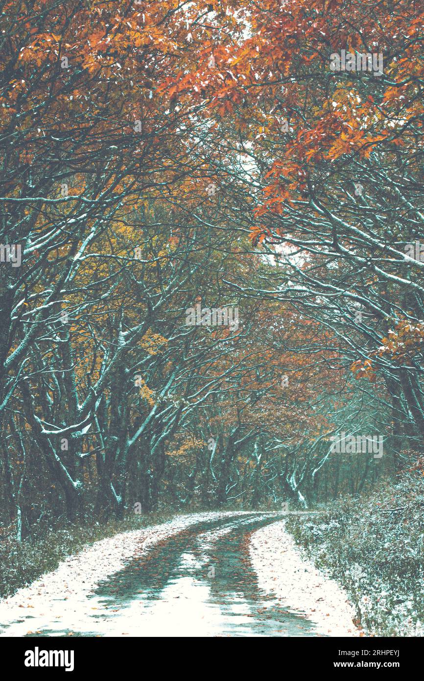 Alberi a Dolly Sods, West Virginia. Foto Stock