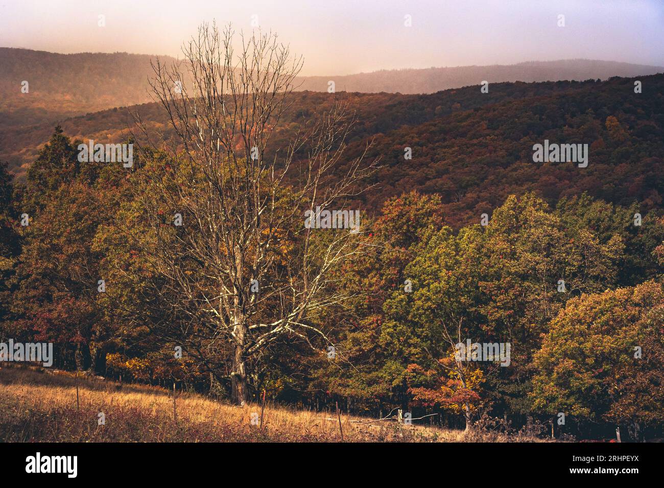 Alberi a Dolly Sods, West Virginia. Foto Stock