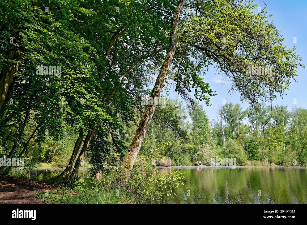 Europa, Germania, Renania settentrionale-Vestfalia, Rhein-Erft-Kreis, Erftstadt, ville-seen-Platte, acqua, paesaggio lacustre, stagno, Karauschenweiher, area di conservazione del paesaggio, area ricreativa, foresta mista, alberi, buco residuo da estrazione di lignite, rinaturalizzato, verde, primavera, cielo, blu, soleggiato, atmosfera, calma, ricreazione, panchina, gente Foto Stock