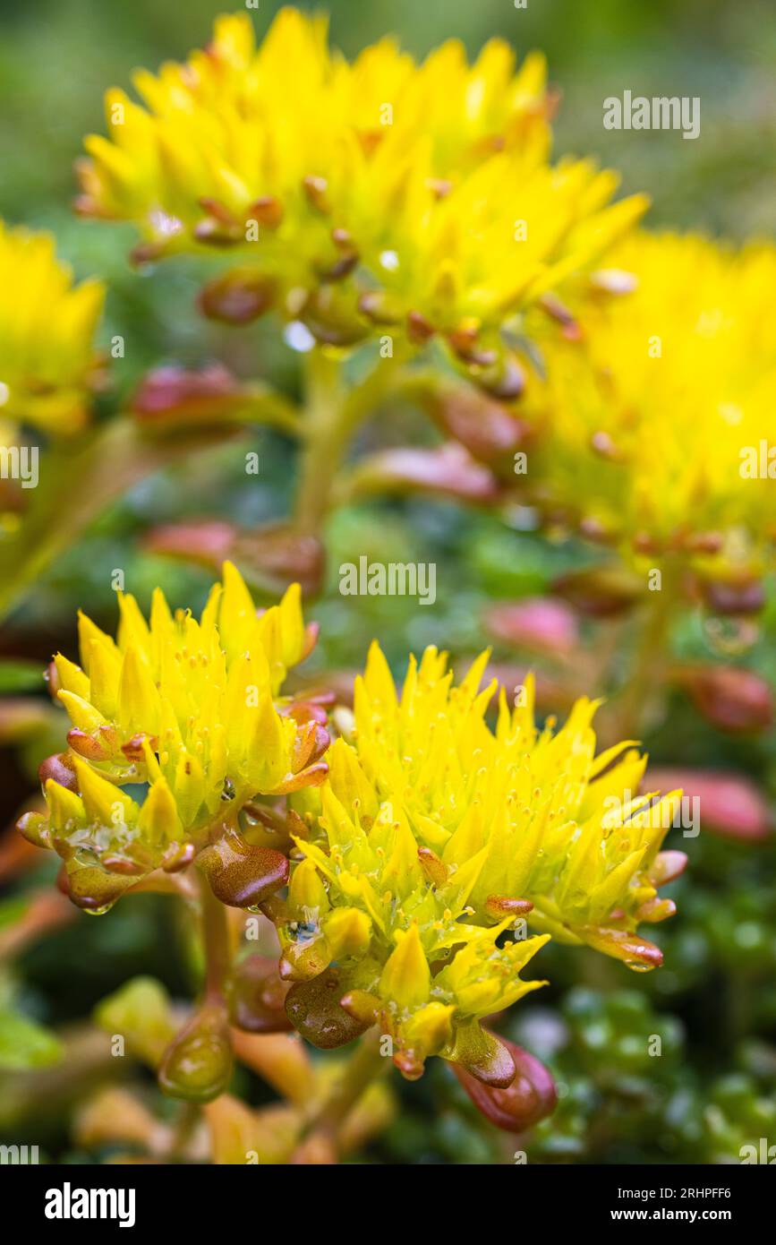 Giardino roccioso, houseleek, sempervivum, foto di dettaglio, fiori gialli Foto Stock