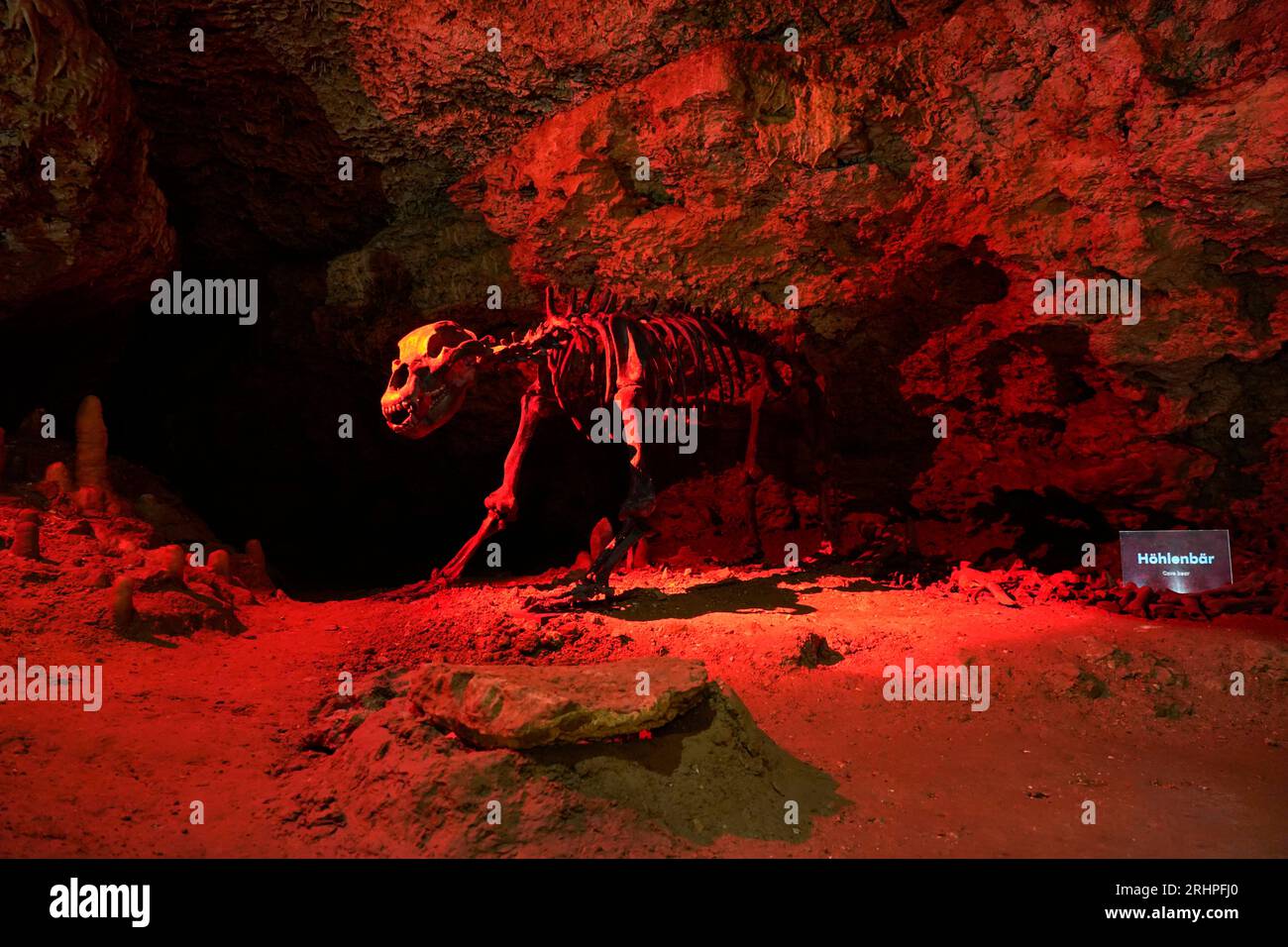 Germania, Baviera, alta Franconia, Svizzera franconica, Pottenstein, Teufelshöhle, all'interno, scheletro originale di un orso grotta Foto Stock