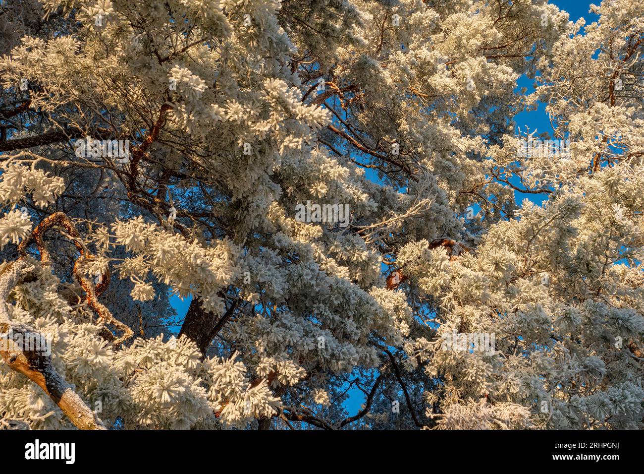 Hoarfrost on conifer, Kastel-Staadt, Saar, Saar Valley, Saar-Hunsrück Nature Park, Renania-Palatinato, Germania Foto Stock