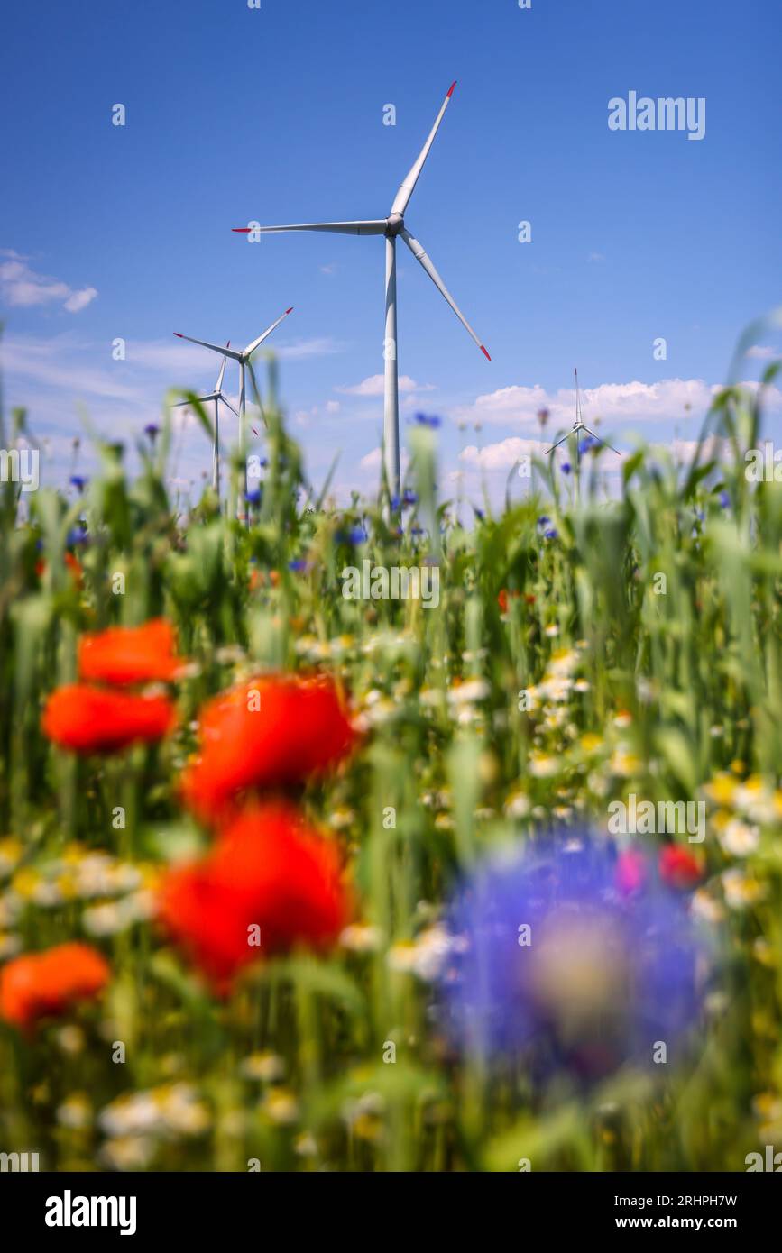 Lichtenau, Renania settentrionale-Vestfalia, Germania - Parco eolico nel paesaggio agricolo, di fronte strisce fiorite su campi di grano, papaveri, fiori di mais e camomile. Foto Stock