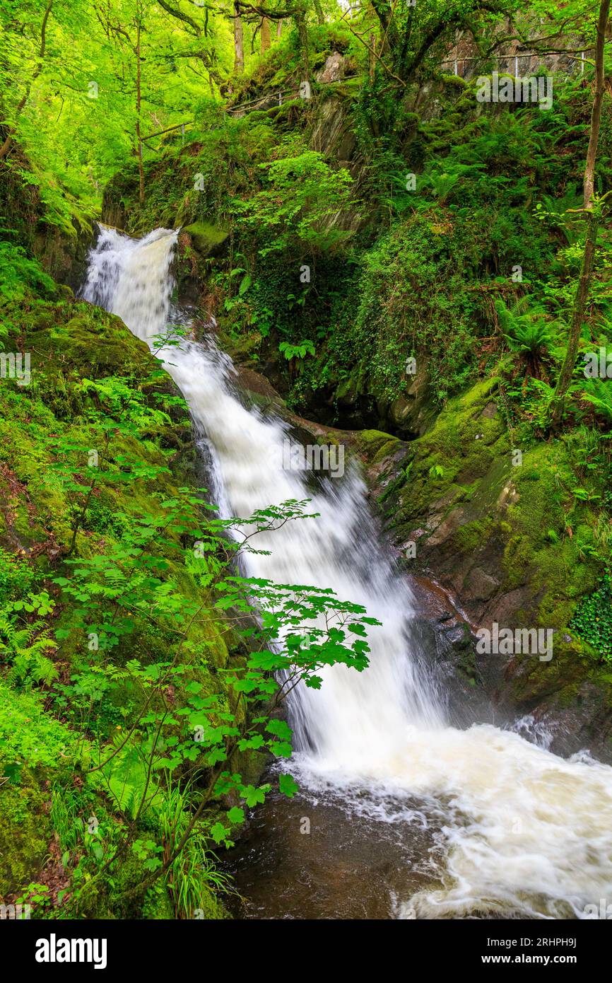 L'acqua bianca del torrente Nant Dôl-goch ruggisce lungo una delle cascate inferiori di Dolgoch Falls, nr Tywyn, Gwynedd, Galles, Regno Unito Foto Stock