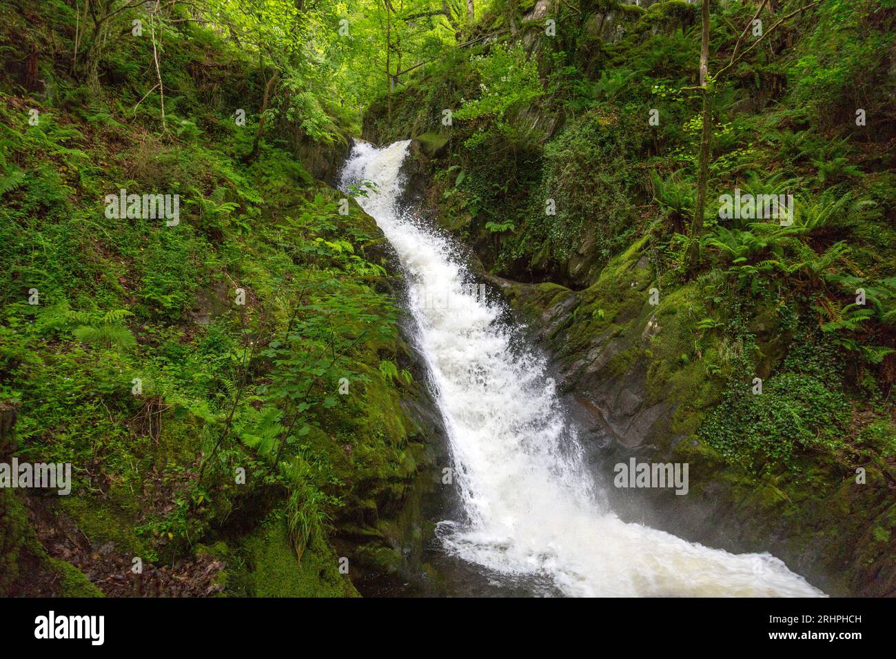 L'acqua bianca del torrente Nant Dôl-goch ruggisce lungo una delle cascate inferiori di Dolgoch Falls, nr Tywyn, Gwynedd, Galles, Regno Unito Foto Stock