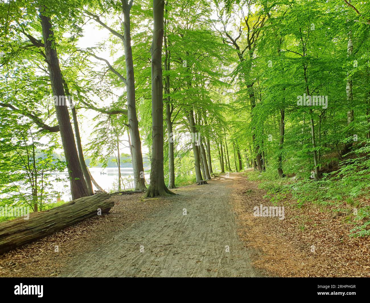 Germania, Korswandt, comune di Achterland sull'isola di Usedom, sentiero forestale tra gli alberi con vista sul Wolgastsee, tranquillo sentiero escursionistico all'ombra di alberi verdi. Foto Stock