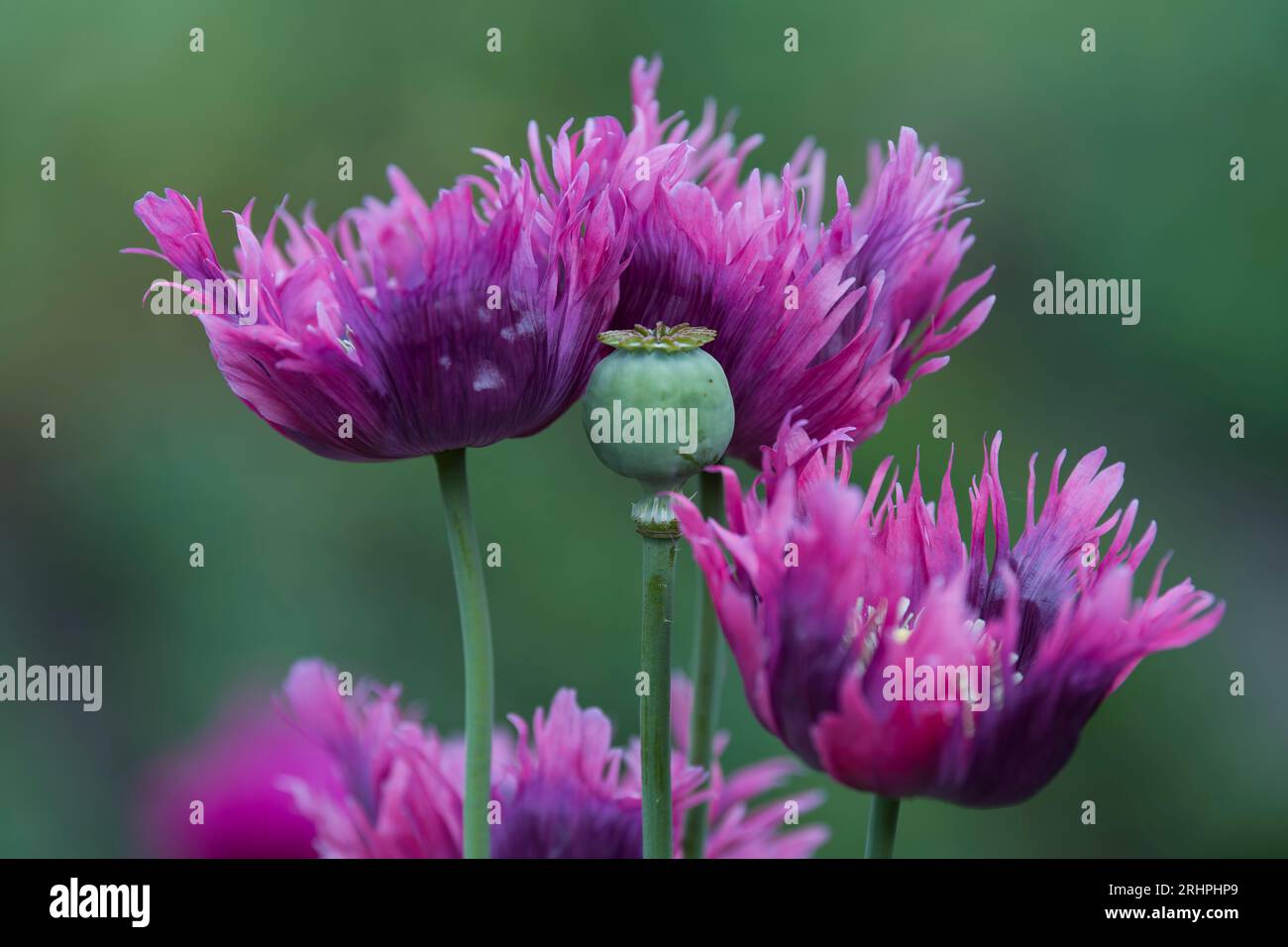 Fiori con frange rosa di papavero ornamentale (Papaver) e capsula da seme, Germania Foto Stock