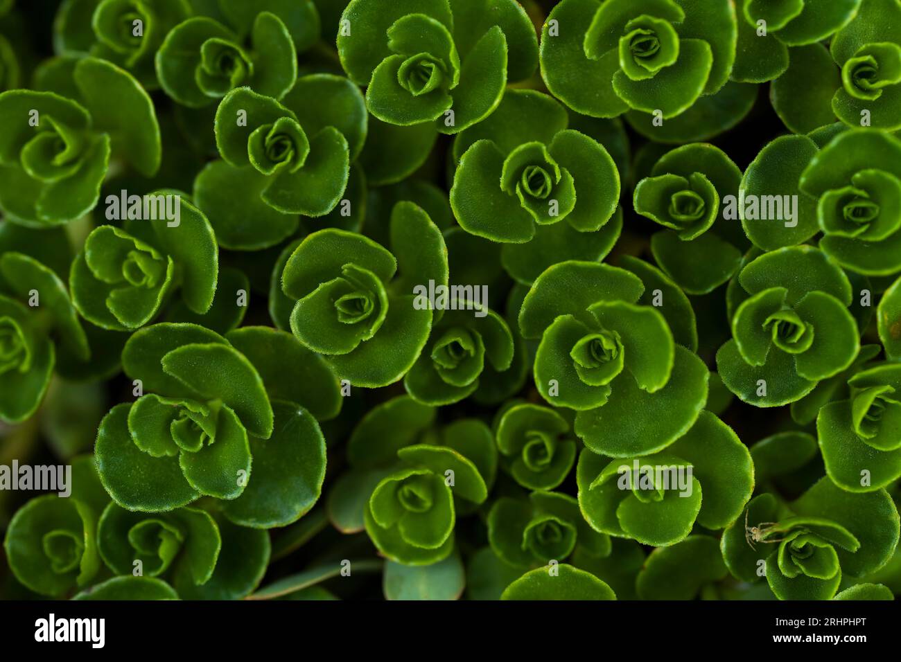 Foglie di foglietto di tappeto verde simili a rosetta (Sedum spurium), vista dall'alto, Germania Foto Stock