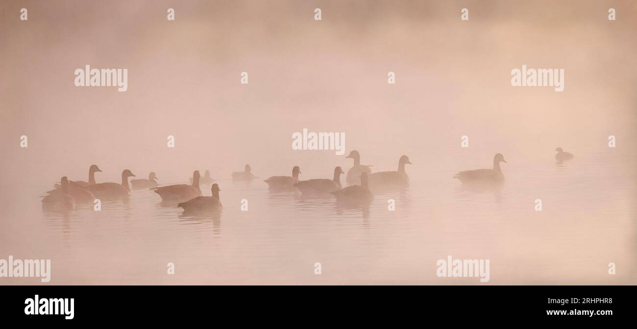 Anatre e oche galleggiano sul laghetto nebbioso all'alba in luce rosa Foto Stock